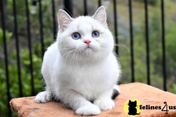 thechubbyfacedcat Picture 3
